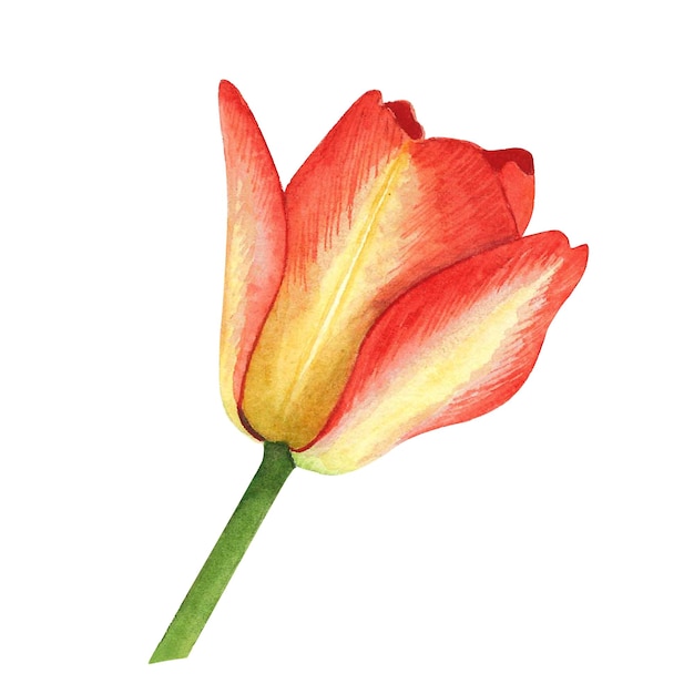 Tulipanes amarillos y rojos aislados sobre fondo blanco Ilustración de dibujo a mano de acuarela Arte para decoración y diseño