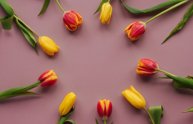 Los tulipanes amarillos y rojos en un fondo aislado rosado copian el espacio. Marco redondo de tulipanes.