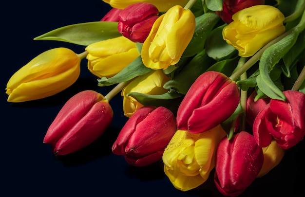 Tulipanes amarillos y rojos con gotas de rocío sobre un fondo oscuro