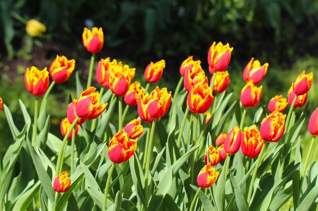 tulipanes amarillos rojos con hermoso ramo composición de naturaleza de fondo