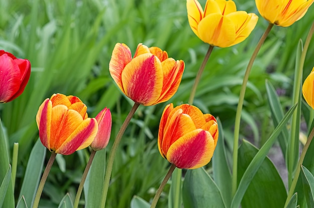 Tulipanes amarillos y rojos en el jardín.