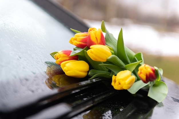 Tulipanes amarillos rojos bajo la lluvia en el parabrisas del camión como regalo y declaración de amor