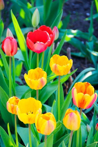 Tulipanes amarillos y rojos en un macizo de flores en abril Tulipanes rojos y amarillos plantados en el parque Jardín de primavera Tulipanes coloridos en un macizo de flores Diseño paisajístico