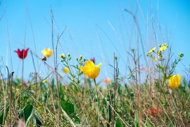 Tulipanes amarillos y rojos silvestres en un campo verde natural con diversas flores y hierbas contra el cielo azul.