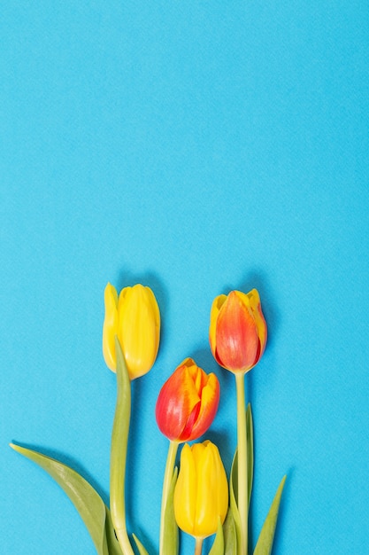 Tulipanes amarillos y rojos sobre superficie azul