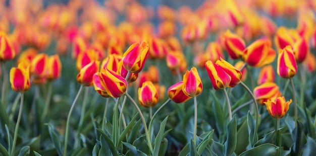 Tulipanes amarillos rojos