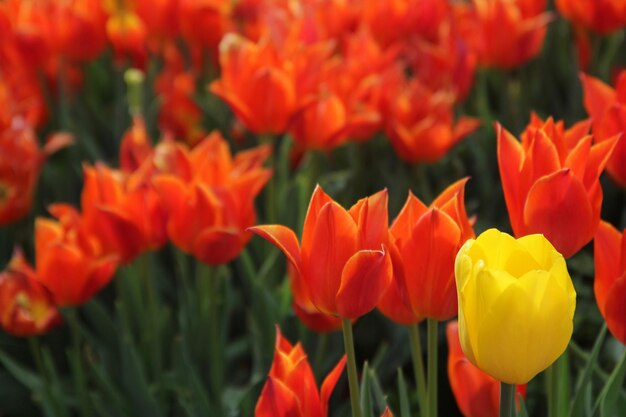 Tulipanes amarillos y rojos