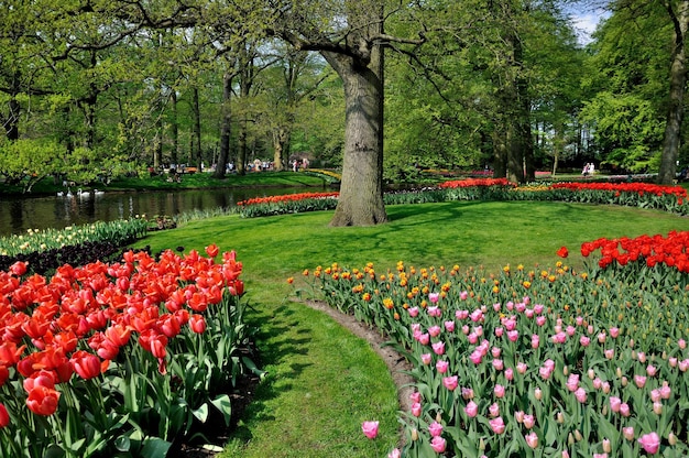 Tulipanes amarillos rosas rojos en el parque Keukenhof en Holanda