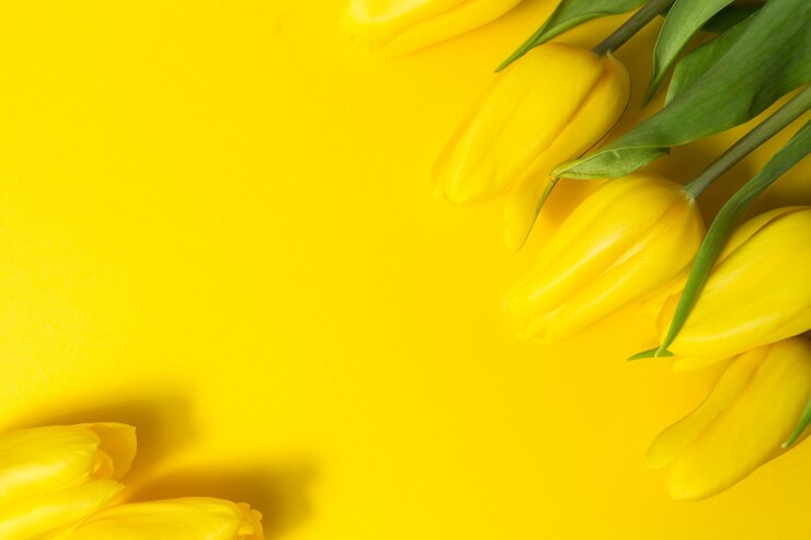 Tulipanes amarillos sobre fondo amarillo