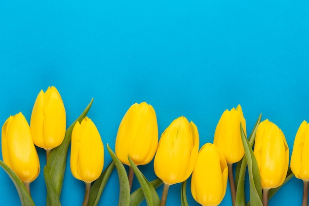 Tulipanes amarillos sobre fondo azul Tarjeta de felicitación de primavera Vista superior Espacio de copia