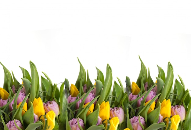 Tulipanes amarillos sobre un fondo blanco. Marco de flores