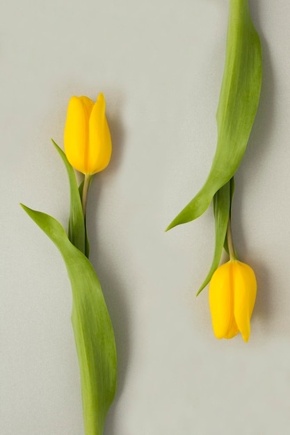 Tulipanes amarillos sobre fondo gris Primer plano Ubicación vertical