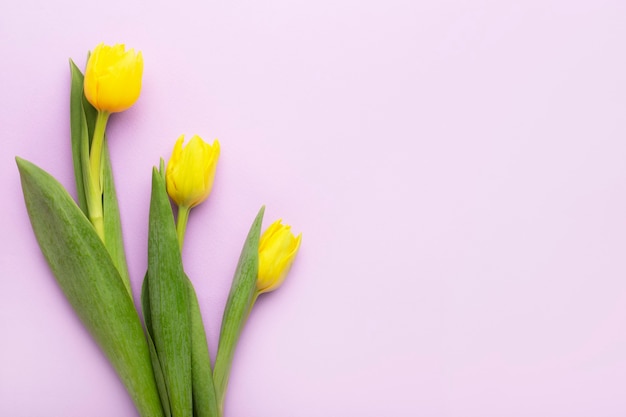 Tulipanes amarillos sobre un fondo morado