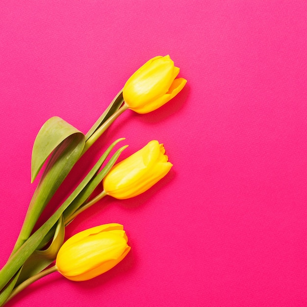 Tulipanes amarillos sobre fondo de papel de color