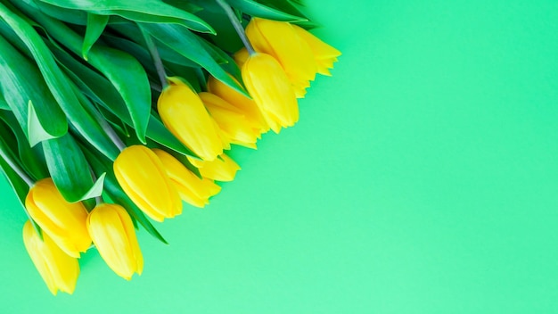 Tulipanes amarillos sobre un fondo verde. Hermosas flores de color amarillo primaveral. Un regalo para una mujer de vacaciones o un signo de atención.