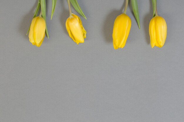 Tulipanes amarillos sobre la superficie del papel gris