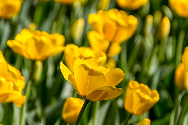 tulipanes amarillos