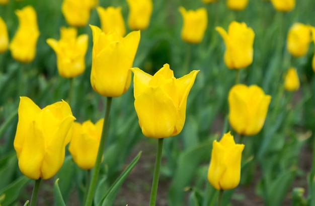 tulipanes amarillos