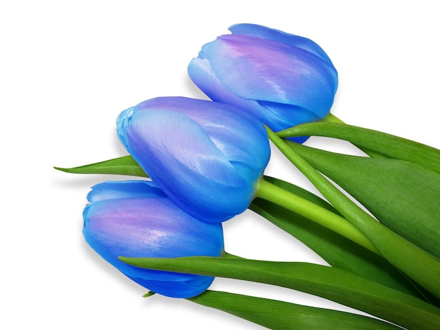 tulipanes azules