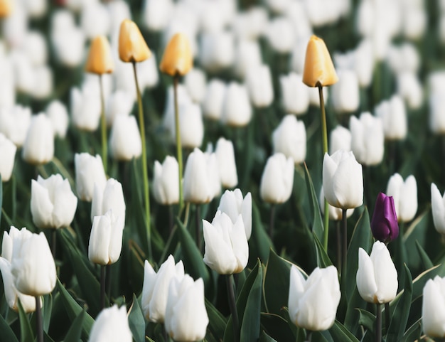 Tulipanes blancos y amarillos