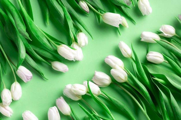 Tulipanes blancos delicados se encuentran en verde claro