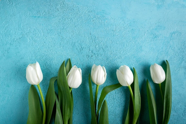 tulipanes blancos en un espacio de copia de fondo azul