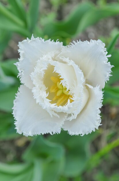 Foto tulipanes blancos con flecos y hojas verdes closeup tulipanes blancos con flecos visionair