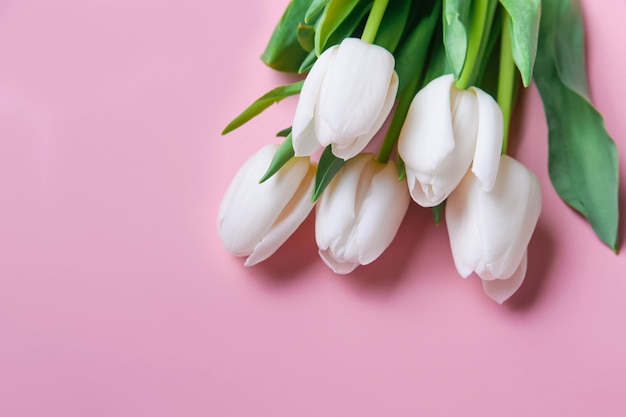 tulipanes blancos en fondo rosa y espacio de copia