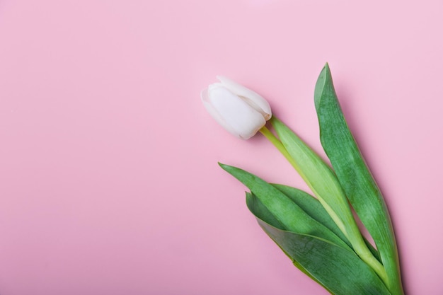 tulipanes blancos en fondo rosa y espacio de copia