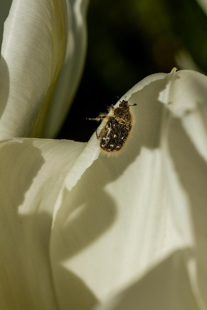 Tulipanes blancos con un insecto en un pétalo