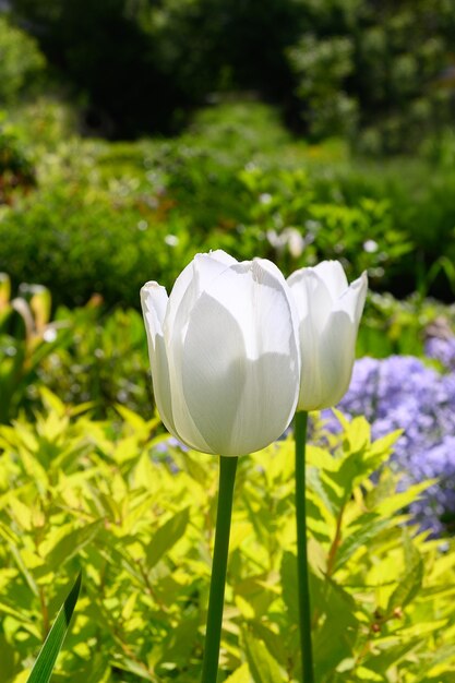 Tulipanes blancos en el jardín