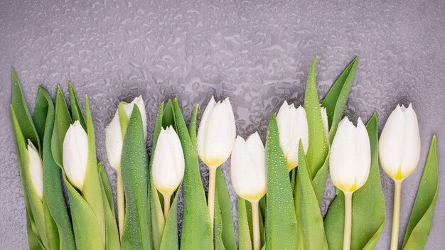 Tulipanes blancos de primavera sobre un fondo gris húmedo