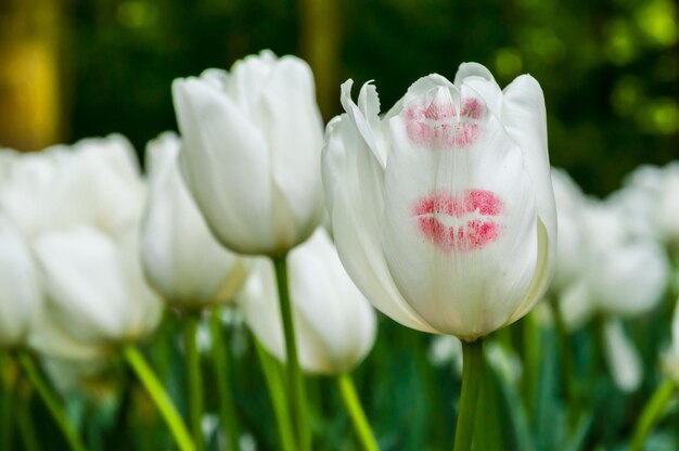 Tulipanes blancos con rastro de beso Keukenhof Park Lisse en Holanda