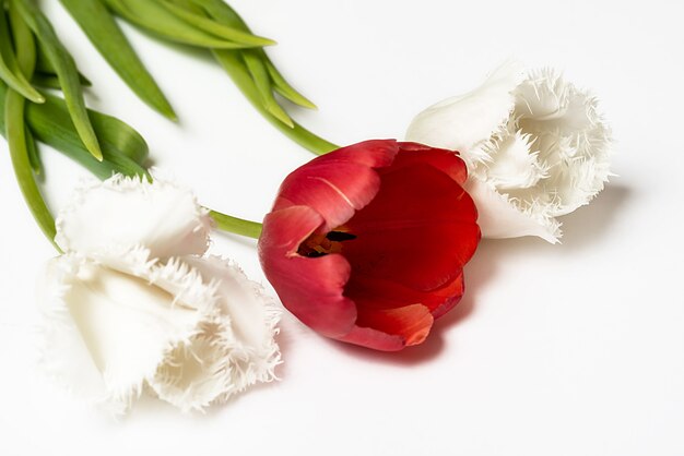 Tulipanes blancos y rojos sobre blanco