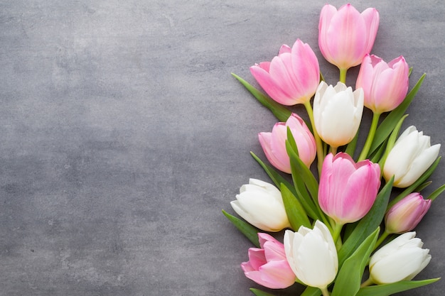 Tulipanes, blancos y rosas en el espacio gris. Tarjeta de felicitación de primavera.