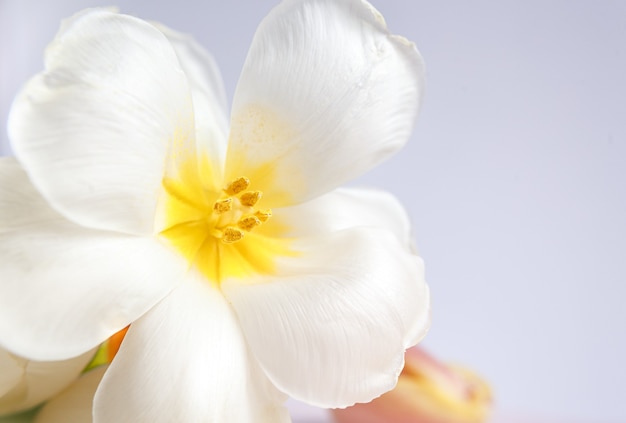 Tulipanes blancos y rosas sobre fondo morado con cinta de seda melocotón. Flores blancas. Imagen macro. Lugar para el texto. Tarjeta de felicitación. Día de la Madre.