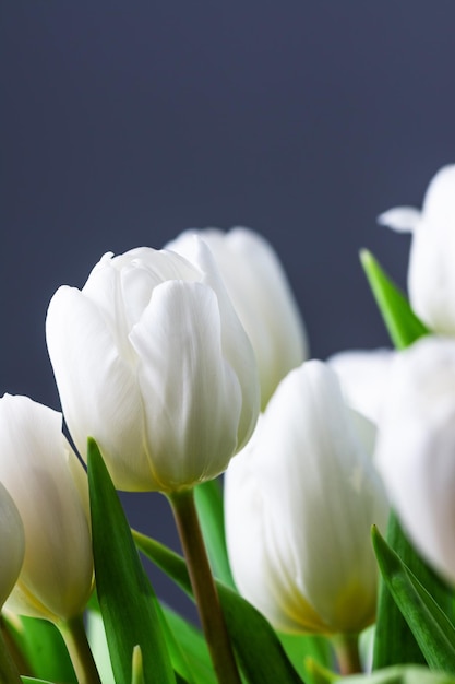 Tulipanes blancos sobre fondo azul Fondo de flores de tulipán de primavera Postal de flores