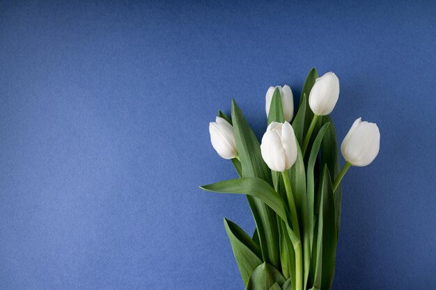 Tulipanes blancos sobre fondo azul oscuro copia espacio