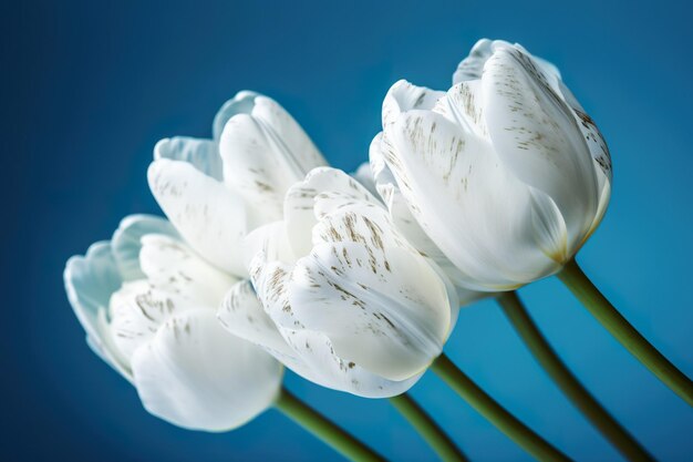 Tulipanes blancos sobre un fondo azul.