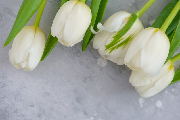 Tulipanes blancos sobre fondo gris