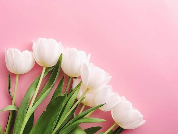 Tulipanes blancos sobre fondo rosa hermosas flores como concepto de primavera de fondo flatlay