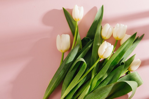 Tulipanes blancos sobre fondo rosa pálido con luz solar por la mañana. Composiciones con estilo en colores pastel.
