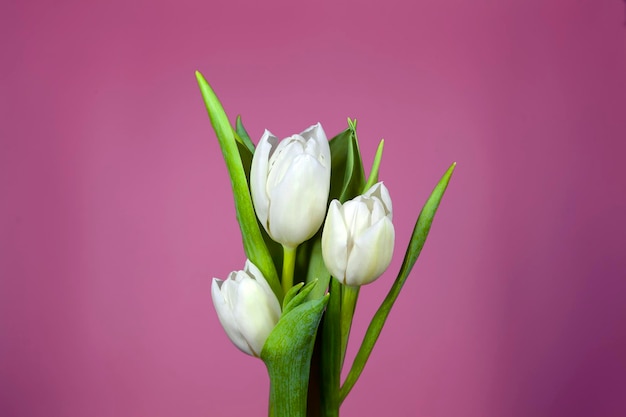 Tulipanes blancos sobre un fondo rosa