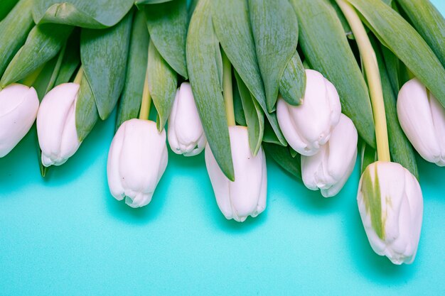 Tulipanes blancos sobre una mesa azul. Copia espacio