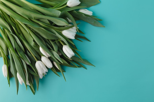 Tulipanes blancos yacían en la esquina Ñ ‰ Ð¸ fondo azul