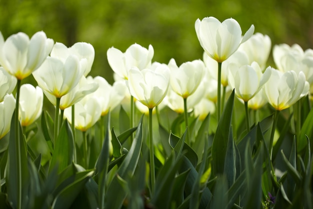 Tulipanes blancos