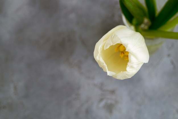 Tulipanes blancos