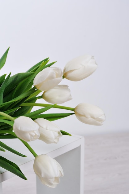 tulipanes blancos