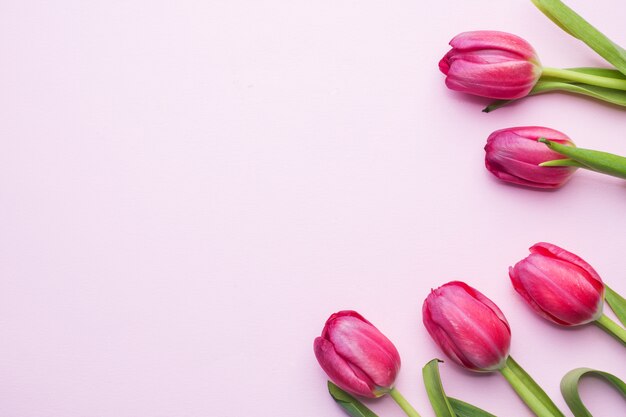 Tulipanes brillantes púrpuras en fondo rosado con el espacio de la copia.