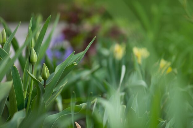 Tulipanes brotes verdes que crecen en un lecho de flores Flores de primavera tulipanes